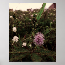 Poster Maria-fecha-a-porta - ROSA