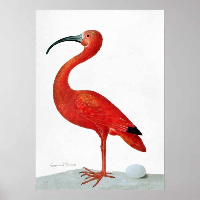 Poster Maria Sibylla Merian Scarlet Ibis com um Ovo (Frente)