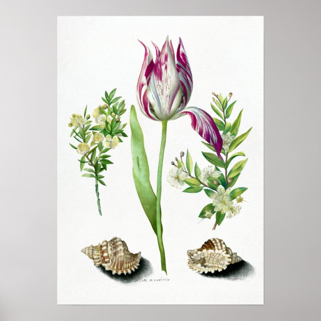 Poster Maria Sibylla Merian Tulip, Duas Ramificações de M (Frente)