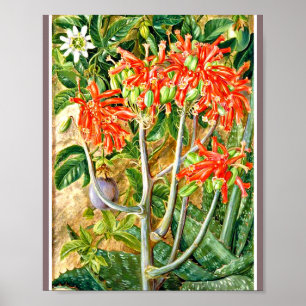 Poster Marianne North - Aloe e Flor de Paixão 