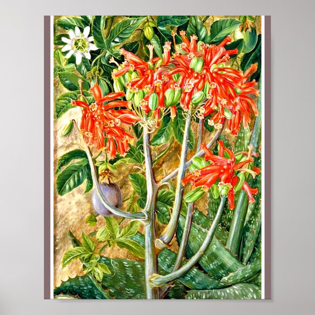 Poster Marianne North - Aloe e Flor de Paixão (Frente)