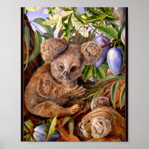 Poster Marianne North - Australian Bears and Pears 
