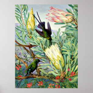 Poster Marianne North - Flores de Mel e Beija-flores