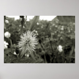 Poster MariaS-fecha-a-porta