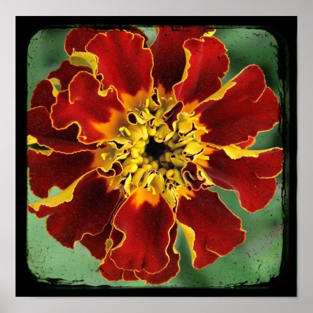 Póster Marigold 2 (Frente)