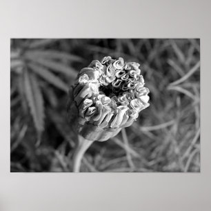 Poster Marigold Blossom