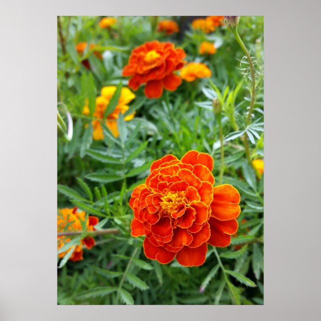 Póster marigold de cor clara (Frente)