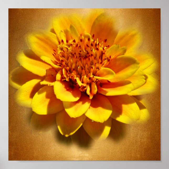 Poster Marigold Joy (Frente)