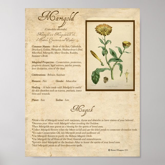POSTER MARIGOLD MAGICK HERB (Frente)