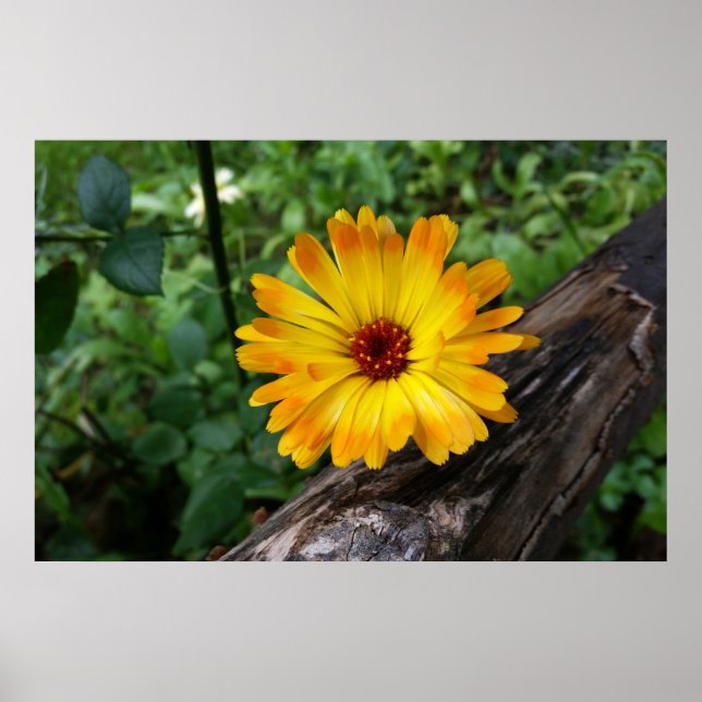 Poster marigold na floresta (Frente)