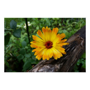 Póster marigold na floresta