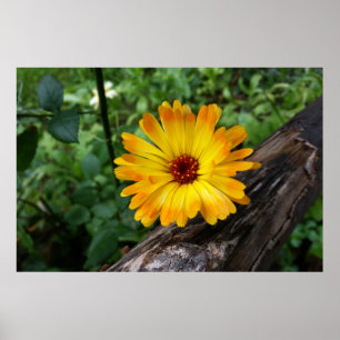 Poster marigold na floresta