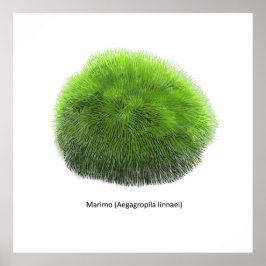 Poster Marimo Moss Ball Hand Drawn