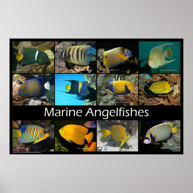 Poster Marine Angelfishes (Frente)