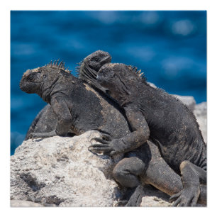 Póster Marine Iguana