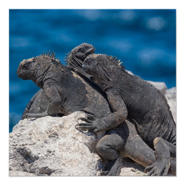 Póster Marine Iguana (Frente)