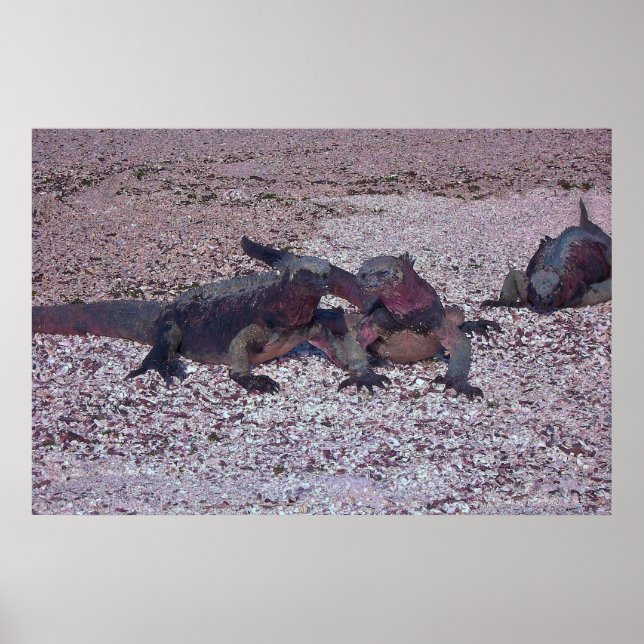 Poster Marine Iguana Face Off (Frente)