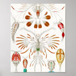 Poster Marine Life Crustaceans, Copepoda por Ernst Haecke