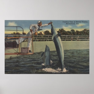 Póster Marineland, Florida - opinião toninhas de