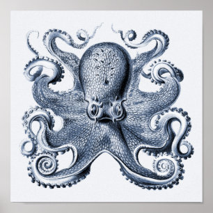Poster Marinho Blue Octopus ilustrado por Ernst Haeckel