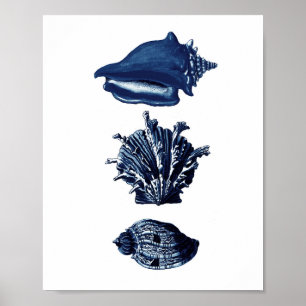 Poster Marinho de conchas  Decor Azul