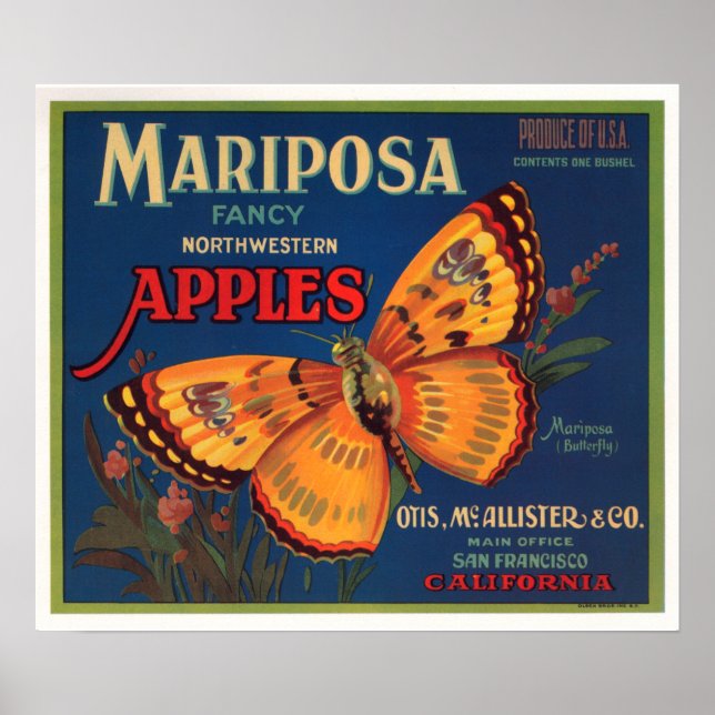 Poster Mariposa Apple (Frente)
