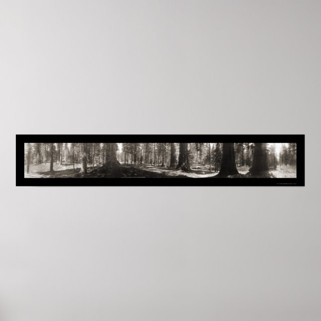 Póster Mariposa Big Tree CA Foto 1906 (Frente)