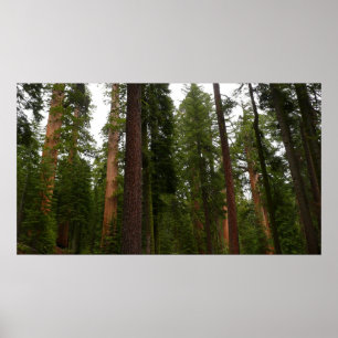 Poster Mariposa Grove no Parque Nacional Yosemite