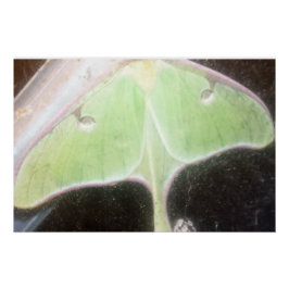 Póster Mariposa Luna Close-Up