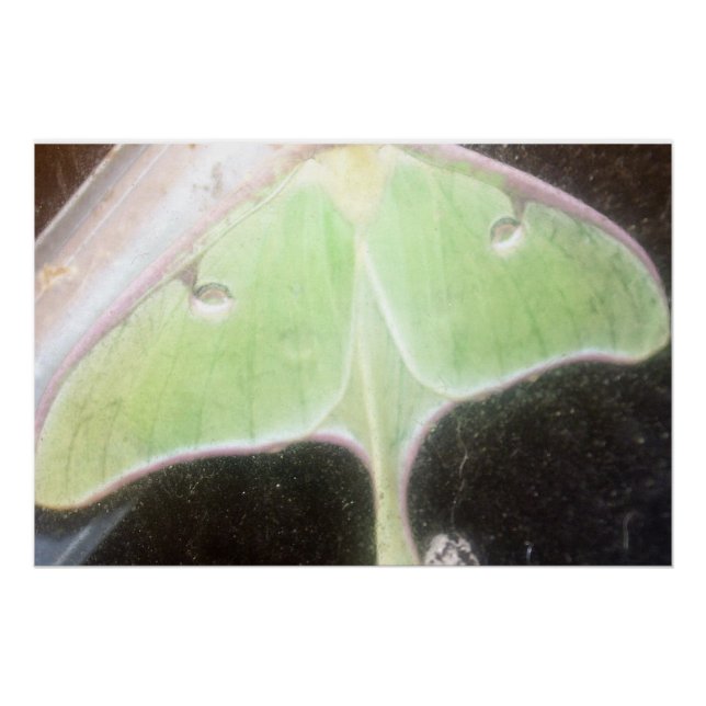 Póster Mariposa Luna Close-Up (Frente)