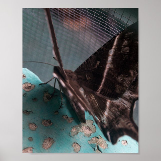Poster Mariposa Tropical Swallowtail (Frente)
