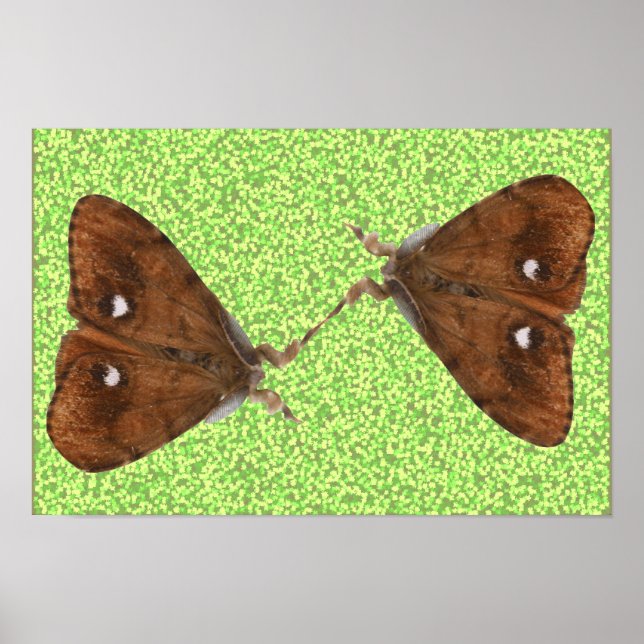 Poster Mariposas Lutadoras (Frente)