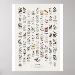 Poster Mariposas Noturnas - Biblioteca do Naturalista