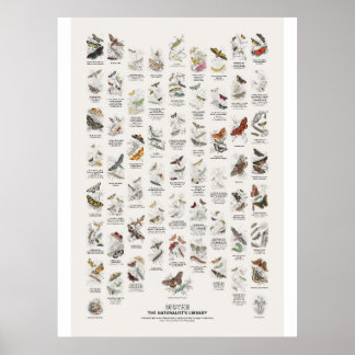 Poster Mariposas Noturnas - Biblioteca do Naturalista