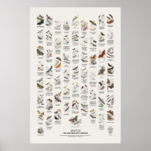 Poster Mariposas Noturnas - Biblioteca do Naturalista