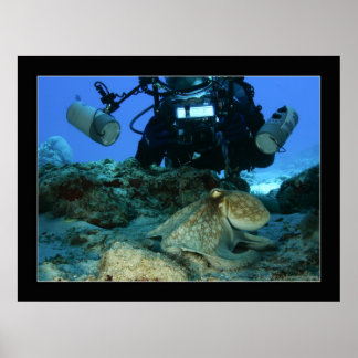 Póster Mark e o Octopus