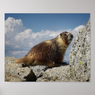 Póster Marmot Amarelo Bellying
