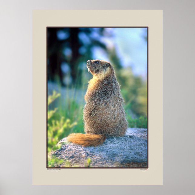 Poster Marmot em Boulder - Sierra Nevadas California (Frente)