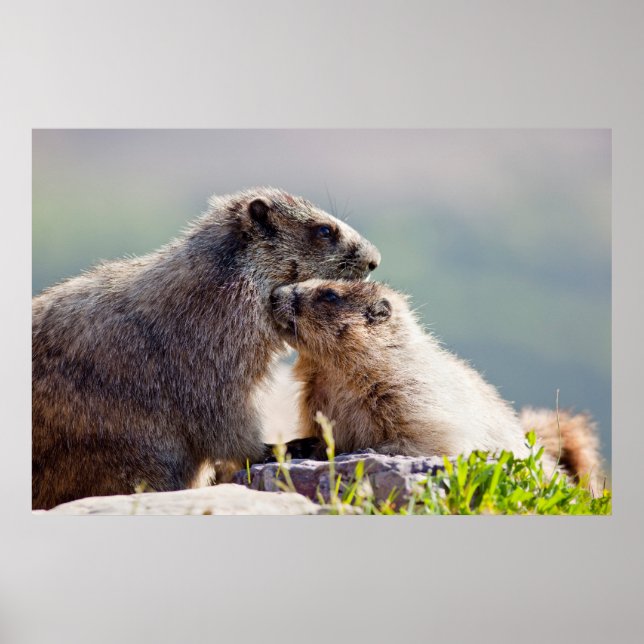 Poster Marmot Mãe com Bebê (Frente)