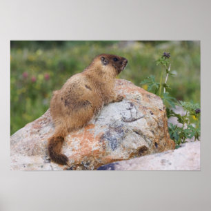 Poster Marmot, Marmota flaviventris, de barriga amarela,