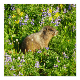 Póster Marmot no Monte Rainier Wildflower