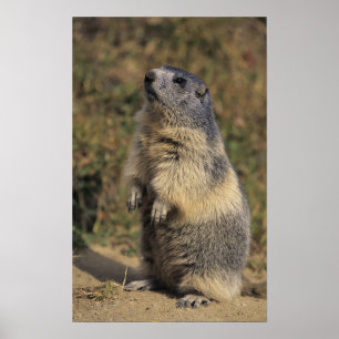 Póster Marmota alpina, marmota do Marmota, posição adul