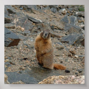 Poster Marmota Amarelo-Inchada