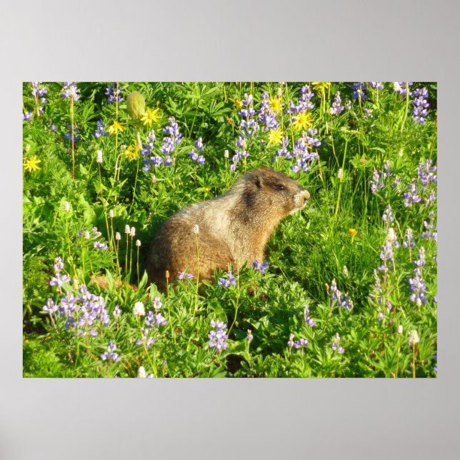 Poster Marmota em Flores Silvestres do Monte Rainier (Frente)