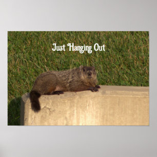 Poster Marmota em um Cartaz na Parede