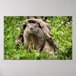 Poster Marmota em um tronco oco