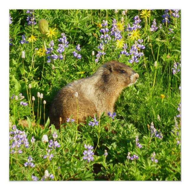 Póster Marmota nas Flores Silvestres do Monte Rainier (Frente)