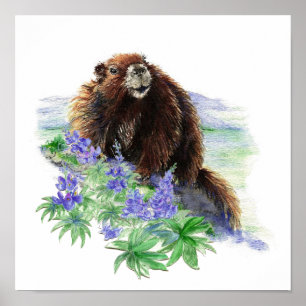 Poster Marmota psta em perigo da ilha de Vancôver