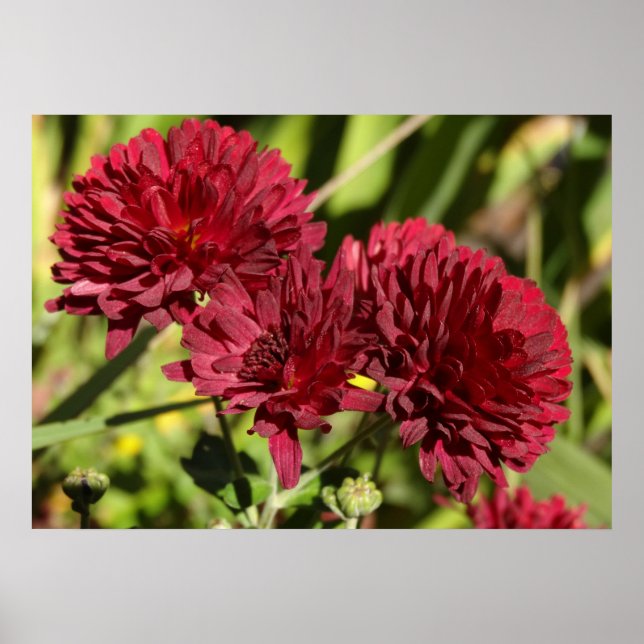 Poster Maroon Chrysanthemums (Frente)