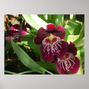 Póster Maroon Orchids II Elegante Floral